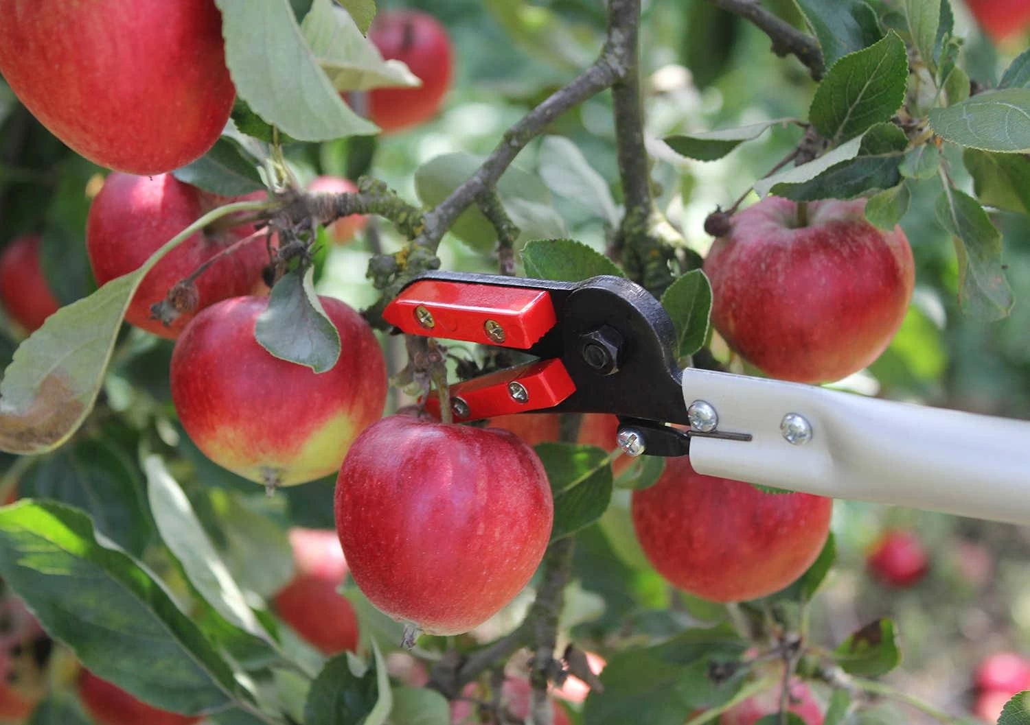 Darlac Snapper 2 Darlac Snapper - Image 2